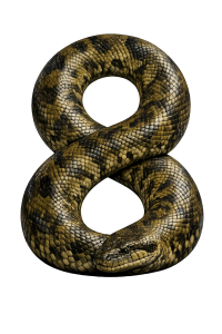 Anaconda